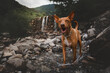 Podenco Hund in steiniger Natur Schweiz Wasserfall