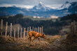 Hund Natur Freilauf Alpen Schweiz