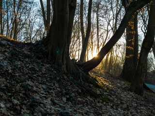 Sticker - Beautiful forest in early spring. Leafless trees at sunset. Atmospheric March forest.