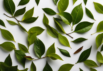 Wall Mural - tea leaves on minimal background, drink 