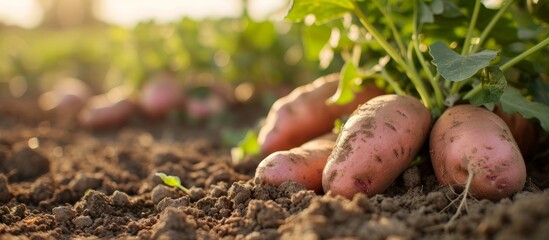 Wall Mural - Bountiful harvest of freshly dug potatoes from fertile soil landscape