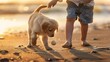Adorabile cucciolo di golden retriever gioca con la palla con bambino sulla spiaggia