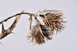 Dried flowers of a thistle in the winter indicating dryness
