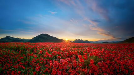 Wall Mural - The Sun rising on a field of poppies in the countryside, Tyrol, Austria