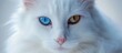 Majestic white cat with stunning blue eyes and luxurious white fur in close-up portrait