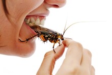Man Eating Insects, Person Profile Brings Insects to Mouth, Fried Insect Meat Substitute Concept