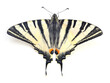 Swallowtail (Papilio machaon) isolated.