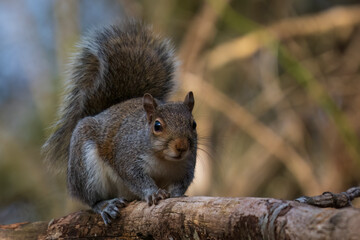 squirrel on a tree