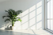 Modern Apartment With Sunlight Casting Shadows Through Window And Potted Green Plant In Corner. Minimalistic Interior With Empty White Wall With Copy Space