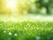 green grass and sunlight bokeh background