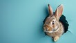 Bunny peeking out of a hole in blue wall, fluffy eared bunny easter bunny banner