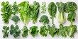 A close-up presentation of various fresh green leafy vegetables on a white rustic background.