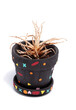 dead  plant in black flower pot on white bacground