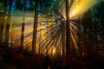 Poster - sun beams in an autumn morning forest