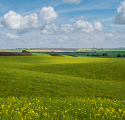 Wall Mural - spring evening view with rapeseed yellow blooming fields in sunlight with cloud shadows. natural sea