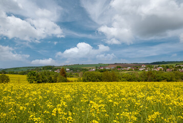 Wall Mural - spring rapeseed yellow blooming fields