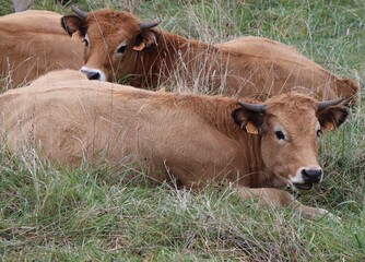 Canvas Print - cow and calf in a meadow 