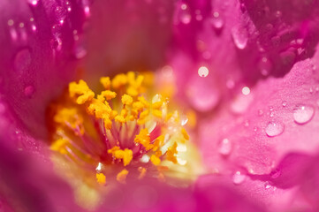 Wall Mural - macro of a pink flower. close-up of the inside of a flower. selective soft focus.