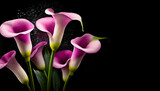 Fototapeta Kwiaty - Piękne fioletowe kwiaty kalla na czarnym tle