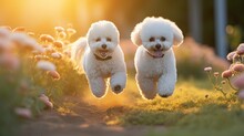 Two Of  Cute Poodle Dogs Running On Nature Background