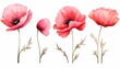 Watercolor painting poppy flower. Isolated flowers on white background. Set of Pink and red poppy flower painting. Hand painted watercolor floral, flower background