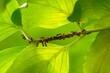Une colonie de fourmis et des larves sur une tige d'une plante