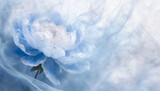 Fototapeta  - Biały kwiat, piwonia, niebieskie tło panoramiczne, puste miejsce