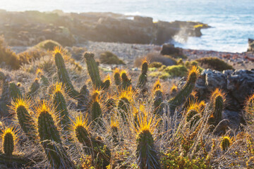 Canvas Print - North Chile coast