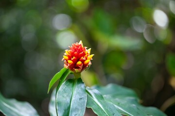 Wall Mural - The spiral ginger Costus montanus in a rainforest