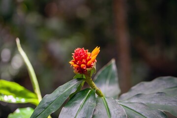 Wall Mural - The spiral ginger Costus montanus in a rainforest