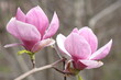 Two purple magnolia flowers on the background of gray branches.