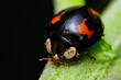 ladybug on green leaf. ladybird or coccinellidae close up. Ladybug tropical forest wildlife focus dynamic.