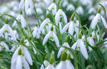  Close up of blooming snowdrop flowers in a garden. First spring flowers. Lot of White snowdrops flower in the garden. Easter snowdrops background.
