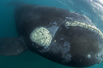 Wall Mural - Southern right whale are staying next to Valdés peninsula. Close encounter with right whale in water. Endangered whale ner the surface. 