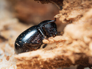 Chrysolina gemellata Rossi