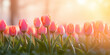 Tulips in a foggy, cheerful bright light in the spring. Copy space.