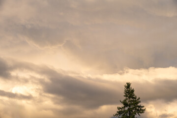 Wall Mural - Evening light in a dramatic stormy sky with gray clouds and silhouette of an evergreen tree, as a nature background
