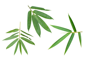 Wall Mural - Bamboo leaf Isolated on transparent background. PNG File