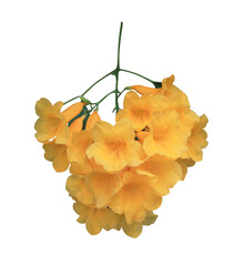 Wall Mural - Yellow elder or Trumpetbush or Yellow trumpet-flower or Yellow trumpetbush flowers. Close yellow flowers bunch isolated on transparent background.