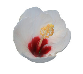 Wall Mural - Shoe Flower or Hibiscus or Chinese rose flowers. Close up white-yellow flower head isolated on transparent background.