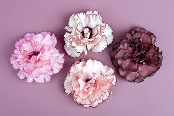 Wall Mural - pink white and brown carnations on a purple backgroun