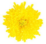 Fototapeta Desenie - Bright yellow Chinese Chrysanthemum