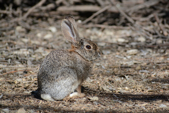 Desert Cottontail rabbit (Sylvilagus audubonii) in the Sonoran Desert near Phoenix, Arizona. Cottontail rabbits are native North American wildlife and are herbivores.