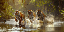 Tiger Cubs Run On Water In Jungle. Dangerous Animal