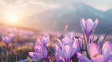 Natural Autumn Background With Delicate Lilac Crocus Flowers On Blue Sky Banner