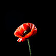 Realistic red poppy isolated on dark background Decorative flower
