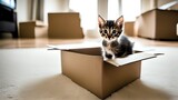 Fototapeta  - A curious kitten investigating a cardboard box in the middle of a living room, its large eyes filled with curiosity.