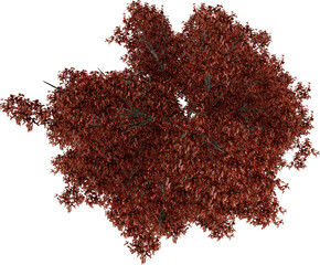 bush tree flower top view isolated on white background, 3d illustration, high resolution