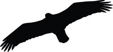 Bald Eagle Silhouette. Bird Flying Silhouette Illustration