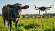 drone tracking the cows in smart farm. Farmer use tablet computer and drone inspects cows in the pasture. Technology 4.0 concept, AI